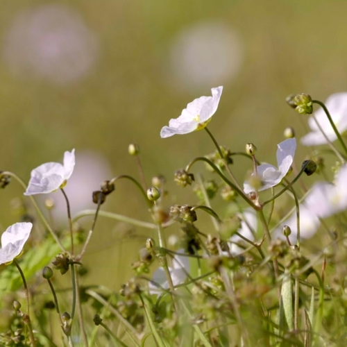 De bijzondere planten van het ‘oeverkruidverbond’