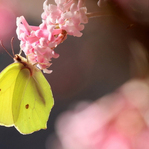 Herken de vlinders in de tuin