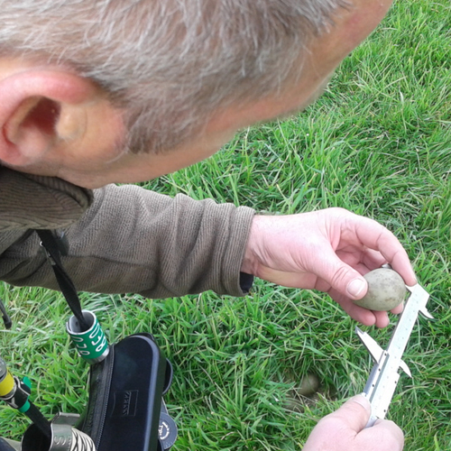 Madrigalejo heeft weer een nest