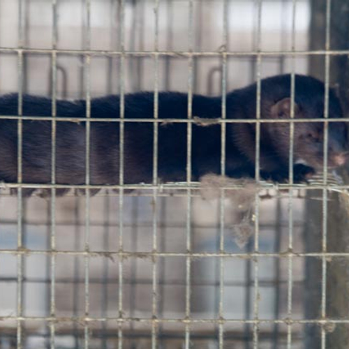 Zaak over pelsdierhouderij moet over