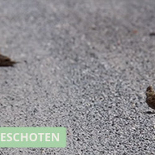 Zand-badderende leeuweriken