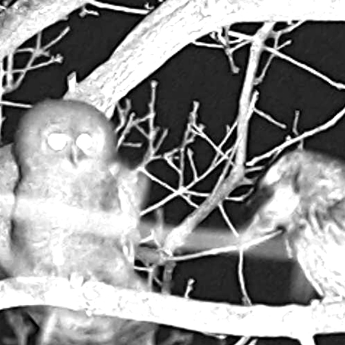 Takkeling bosuil wordt gevoerd | Zelf Geschoten