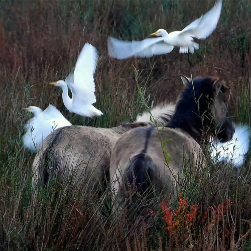 Grote groep koereigers lift mee op rug van konikpaarden