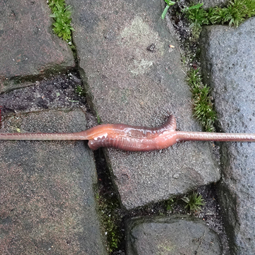 Na regen komt... een parende regenworm