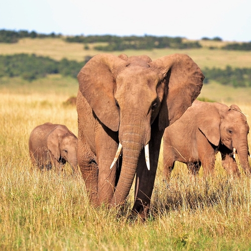 Afbeelding van Botswana dreigt 20.000 "Duitse" olifanten te moeten doden