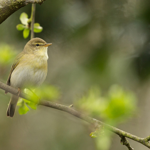 Cursus Vogelzang: de fitis