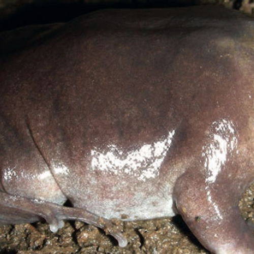 Nieuwe ondergrondse kikkersoort ontdekt