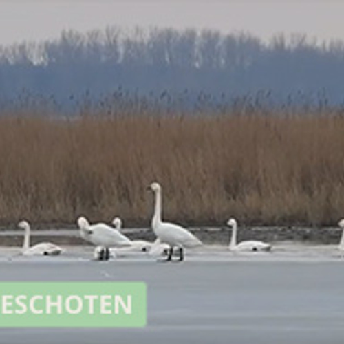 Kleine zwanen op bevroren Lauwersmeer