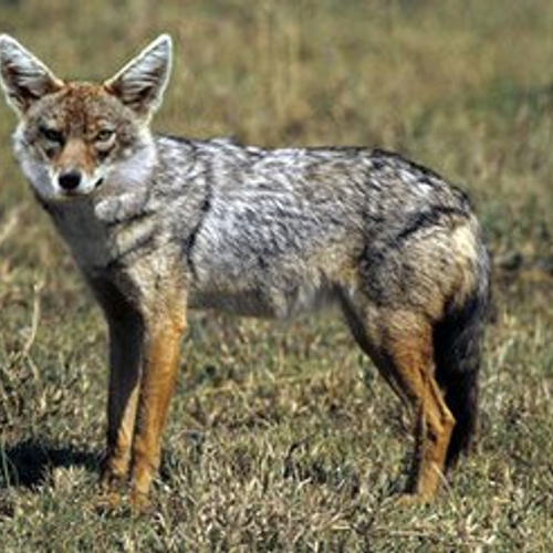Nederland is geschikt voor goudjakhals