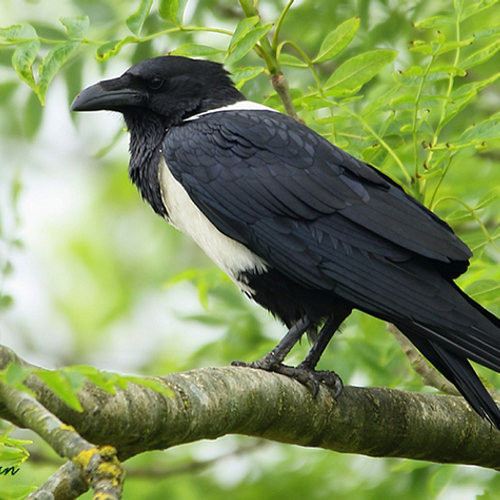 Schildraaf lijkt op een ekster met een ravenkop