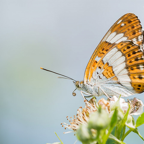 Kleine ijsvogelvlinder profiteert van goed beheer en warmte