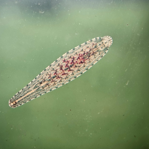 Afbeelding van Schildpadbloedzuiger zuigt schildpadden- én mensenbloed