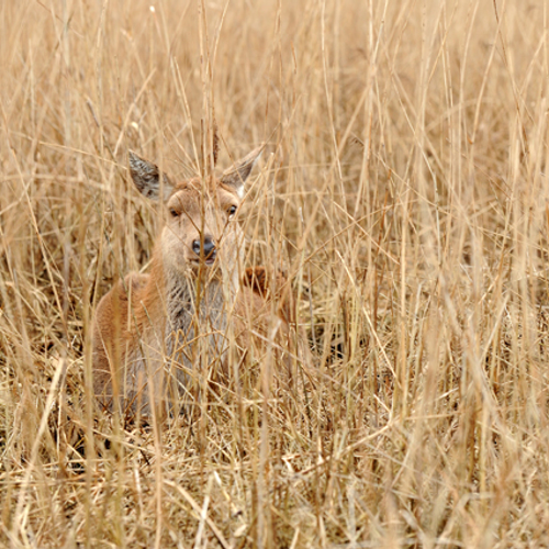 Geen ruimte en geld voor corridor met de Oostvaardersplassen