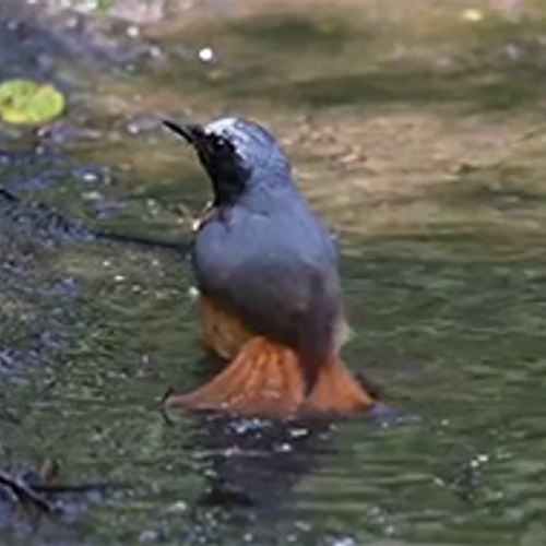 Badderende vogels in het bos