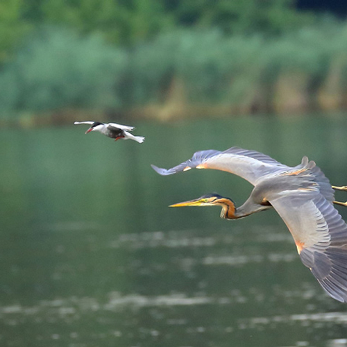 Unieke vogelkolonie in de Wieden