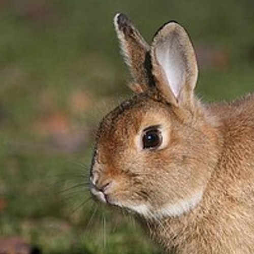 Inenting verplicht voor konijnen dierenshows