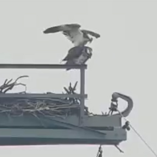 De visarend is dol op de Biesbosch