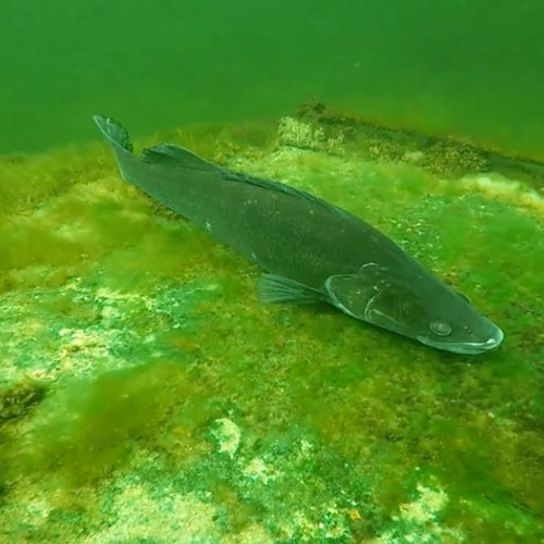 Snoekbaars bewaakt eieren