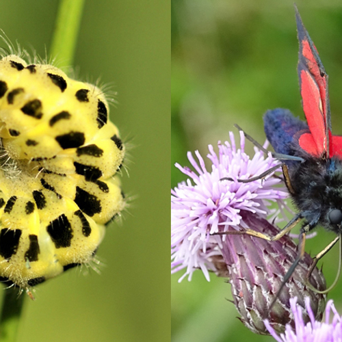 Van kruipende rups tot een fladderende vlinder (fotoserie)