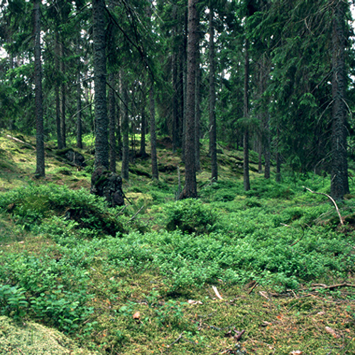 'Oerbos Zweden verdwijnt voor zakdoekjes'