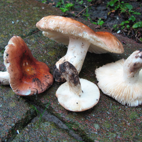 Nieuwe russula's ontdekt