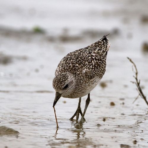 Afbeelding van ‘Surinaamse Wadden’ belangrijk voor steltlopers