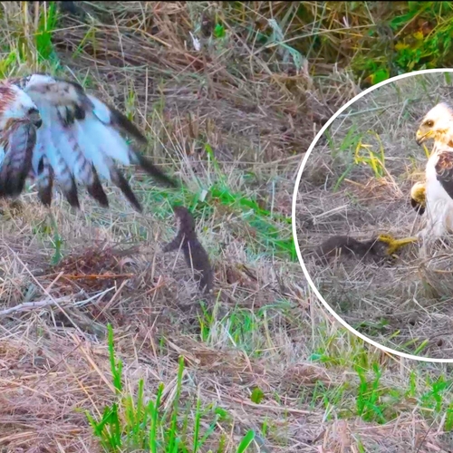 Felle wezel vecht zich uit de klauwen van een buizerd