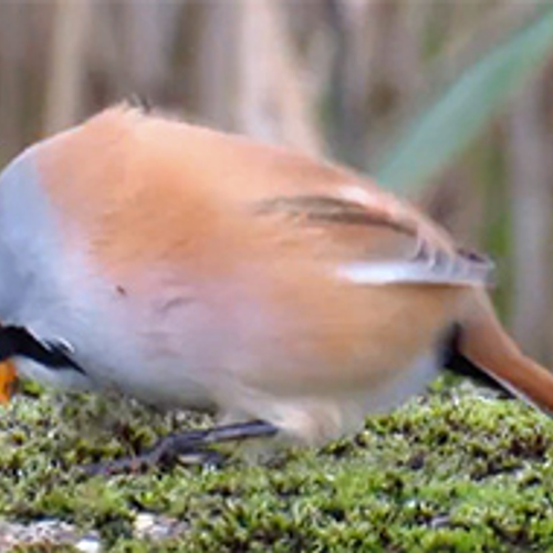 Baardmannetje is tapdanser