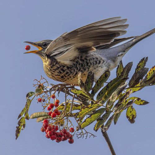 Afbeelding van Met deze drie planten creëer je een vogelrijke tuin