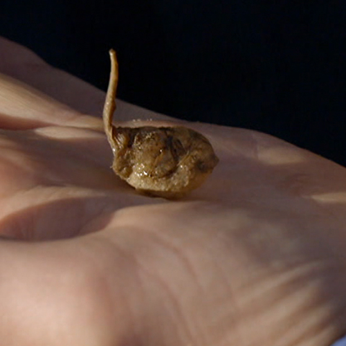 Cocon van de spinnende watertor