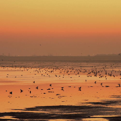 Bijzondere vogeltelling van Waddenzee tot Zuid-Afrika