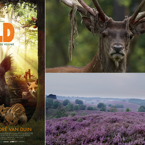 WILD, bonte families van de Veluwe