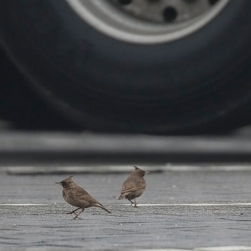 Stadsvogels onder druk