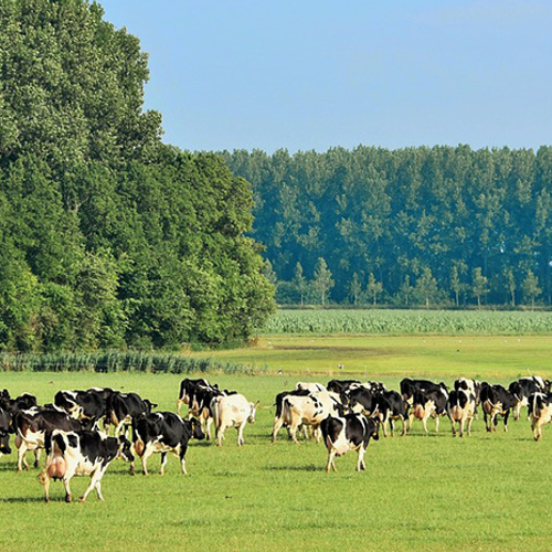 Jumbo gaat alleen maar duurzame melk verkopen