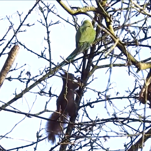 Eekhoorn deelt boom met halsbandparkieten | Zelf Geschoten