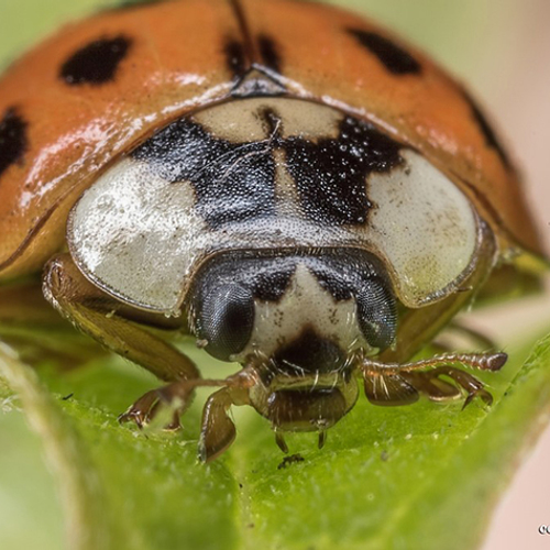 Waar leven de lieveheersbeestjes?