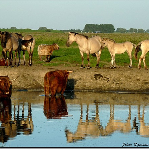 2700 grazers dood in Oostvaardersplassen