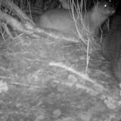 Spectaculaire opkomst van de otter