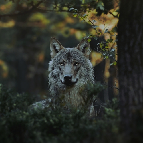 Afbeelding van Aanval wolf op dwergpoedel 'verontrustend'