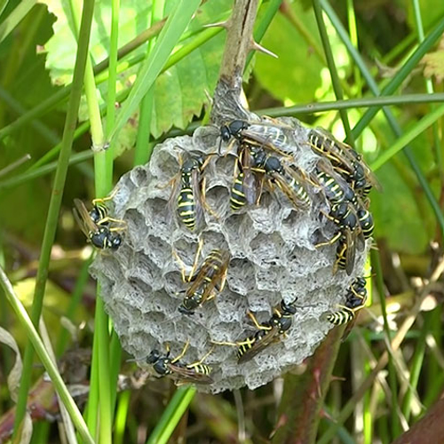 Zeldzame bergveldwespen op nest