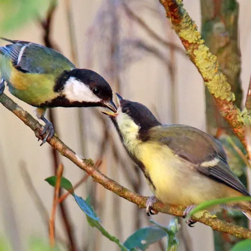 Afbeelding van Minder gebroken pootjes bij jonge vogels op de Ginkel door schelpgruis