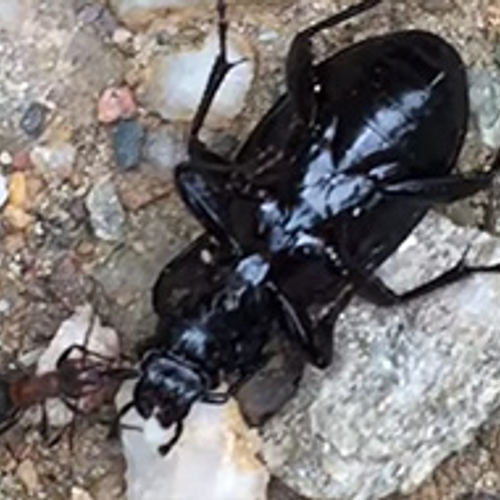 Mier sleept met kever