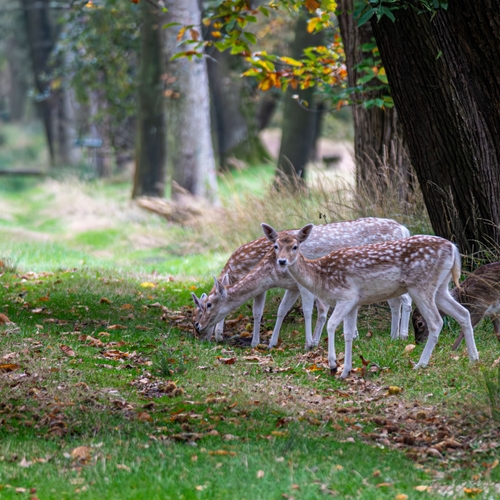 Zuid-Holland wacht nog met afschieten damherten in de Hoeksche Waard