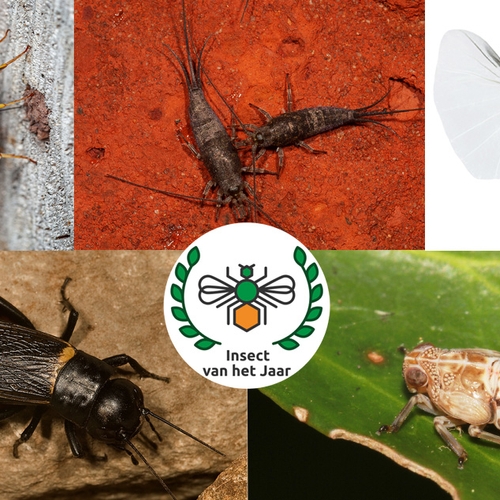 Welk dier is het ‘insect van het jaar'?