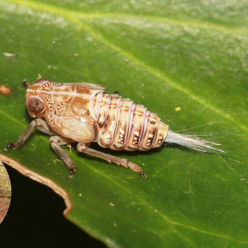 Vriendelijke klimopkevercicade | Stem op je favoriete insect