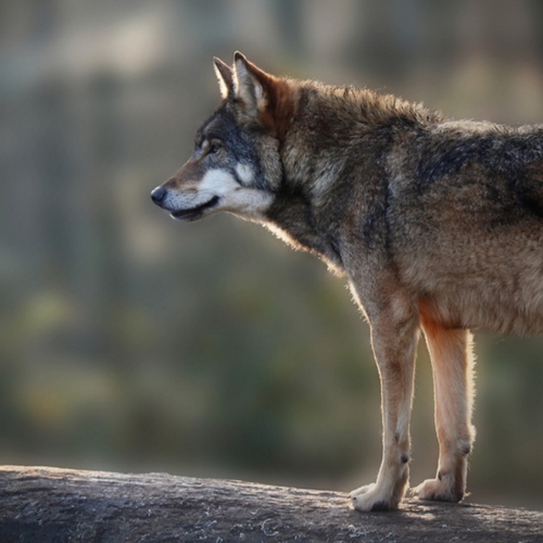 'Alleenstaande' wolf blijkt vader van welpen op Utrechtse Heuvelrug