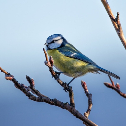 Afbeelding van EuroBirdwatch 2024: Mooie dag voor bijzondere soorten