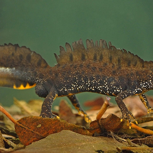 Zeldzame kamsalamander verschijnt in de 'Brabantse Sahara'