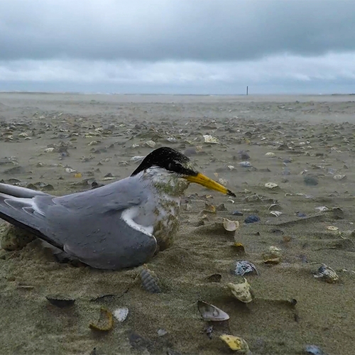 'Vroege Vogels presenteert: Strand' van Ruben Smit