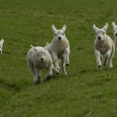 Schokkend hoge sterftecijfers onder lammetjes voor wol